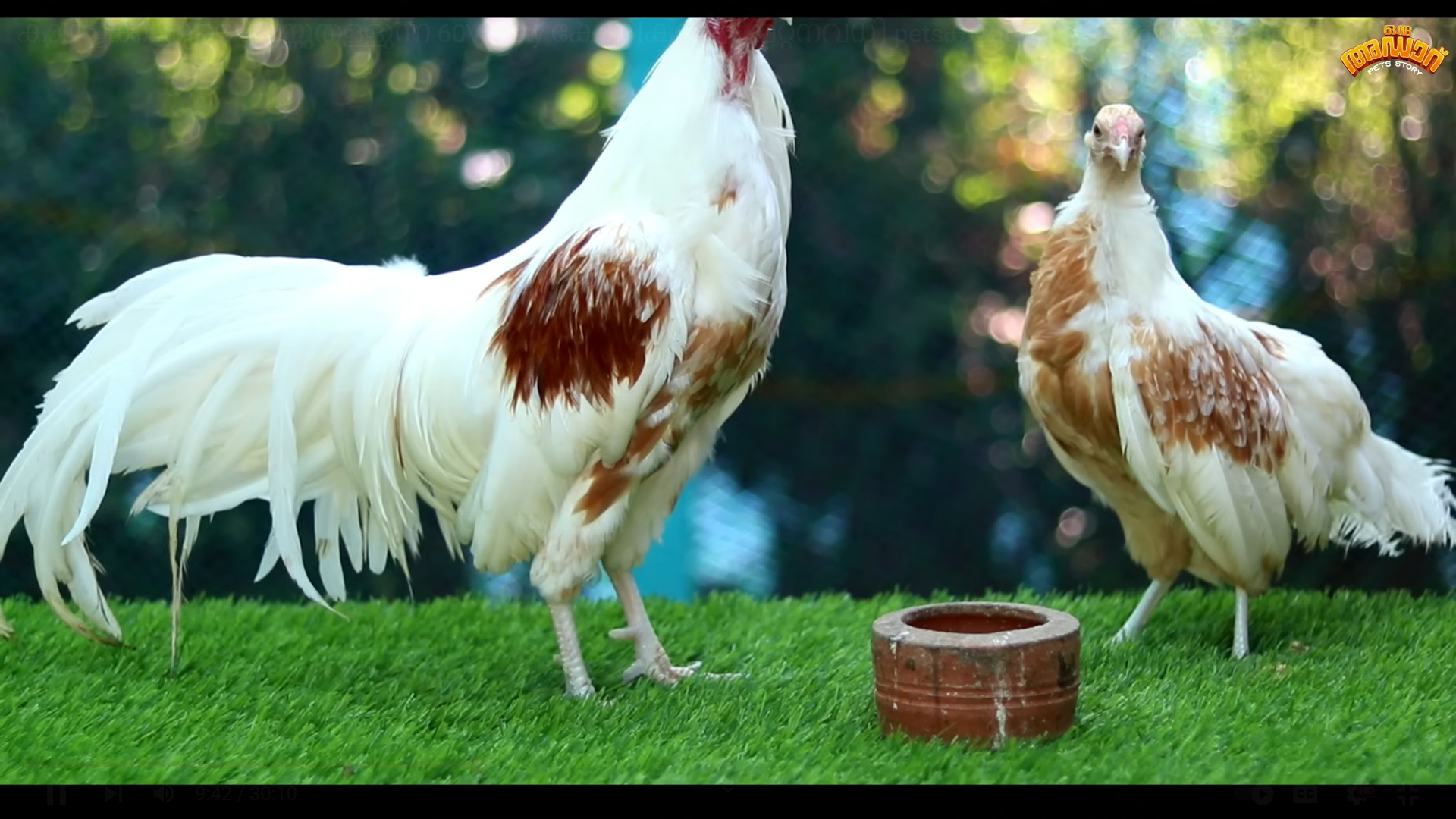 hen
