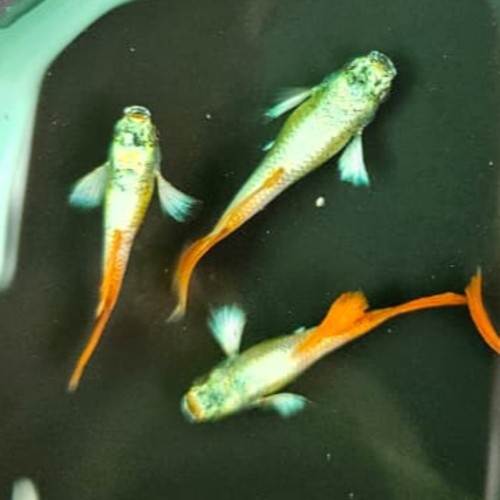 Santa Clouse New Linage