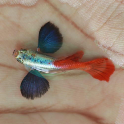 Platinum Red Tail Big Ear