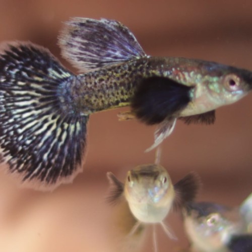 Purple Berry Dragon Guppy