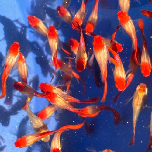 Blonde Koi Short Body  Guppy