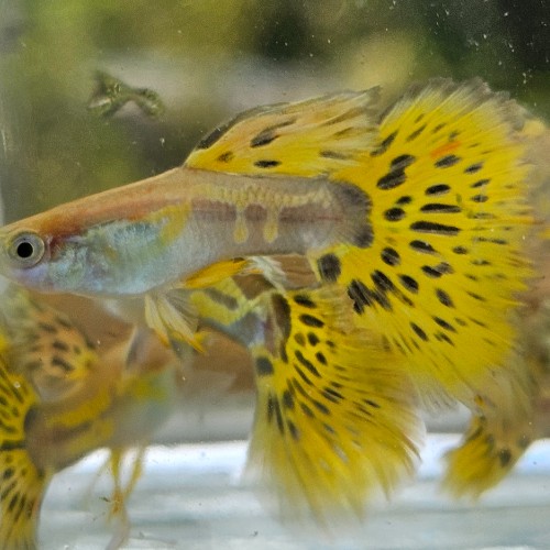 Yellow Mosaic Guppy