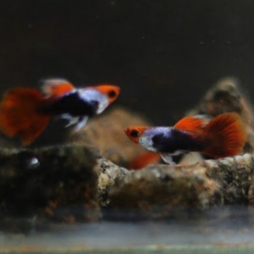 Silverado Texido Koi