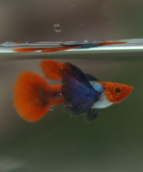 Platinum Koi Big Ear